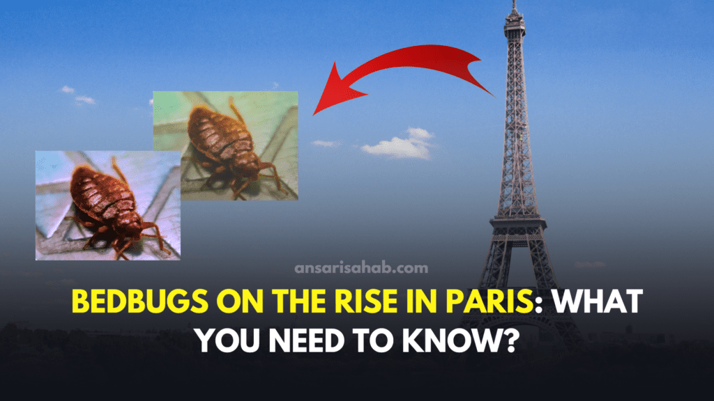 Bedbugs on the rise in Paris What you need to know
