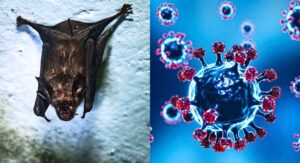 Nipah Virus Outbreak in West Bengal 2026 Cases Among Healthcare Workers, Critical Condition and Contact Tracing Update